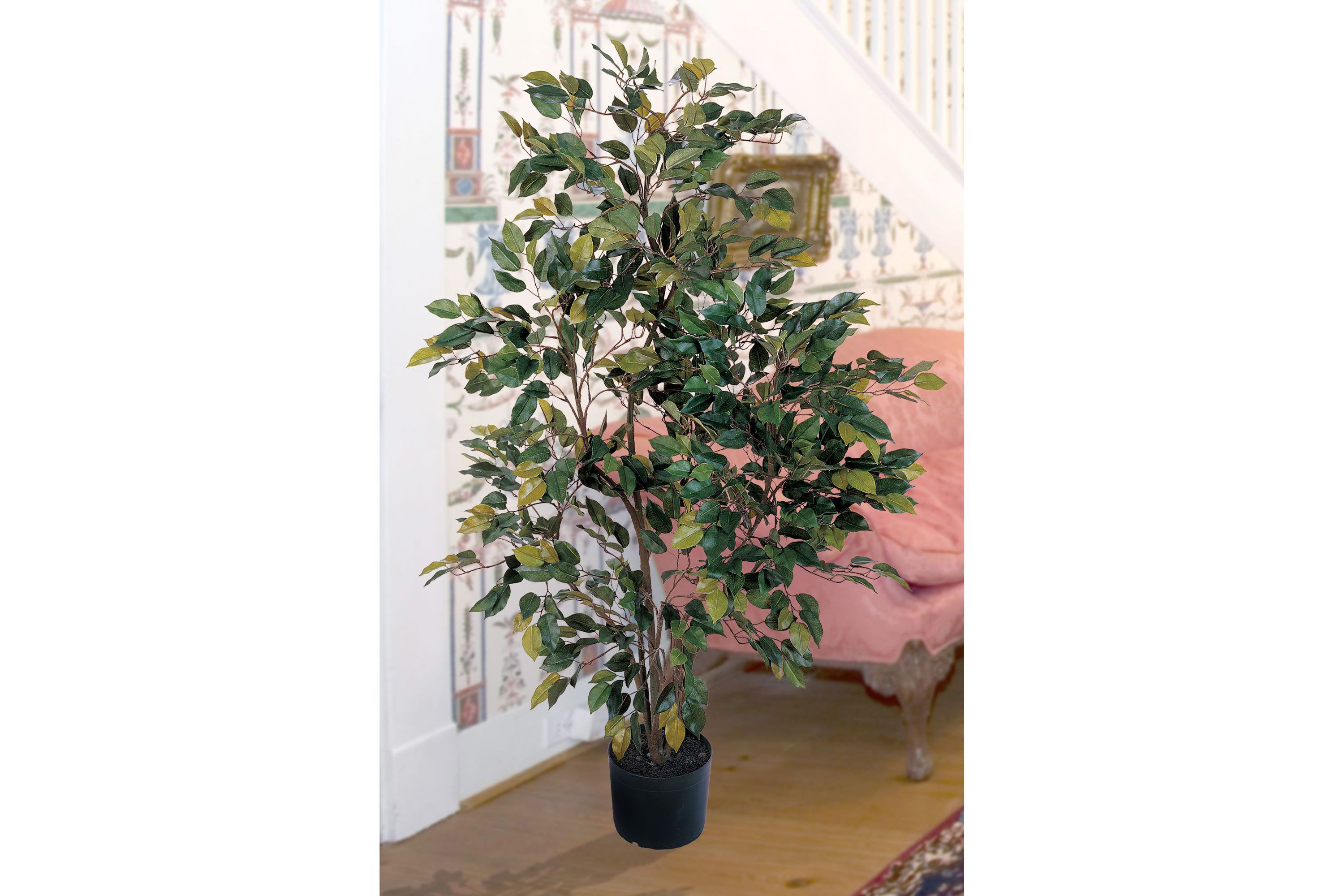 4 Ficus Silk Tree