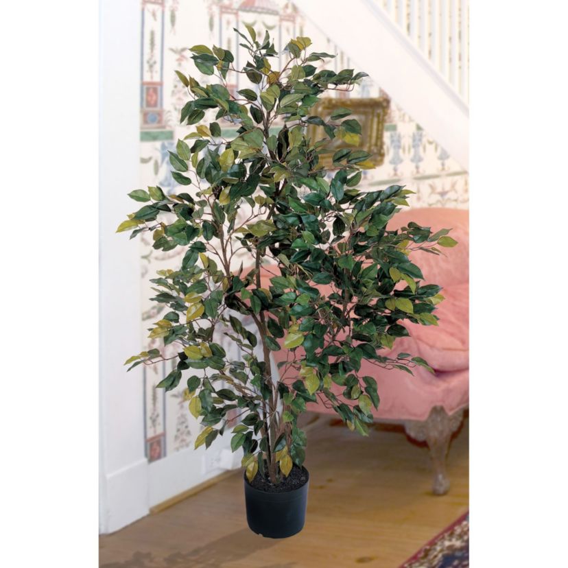 4 Ficus Silk Tree