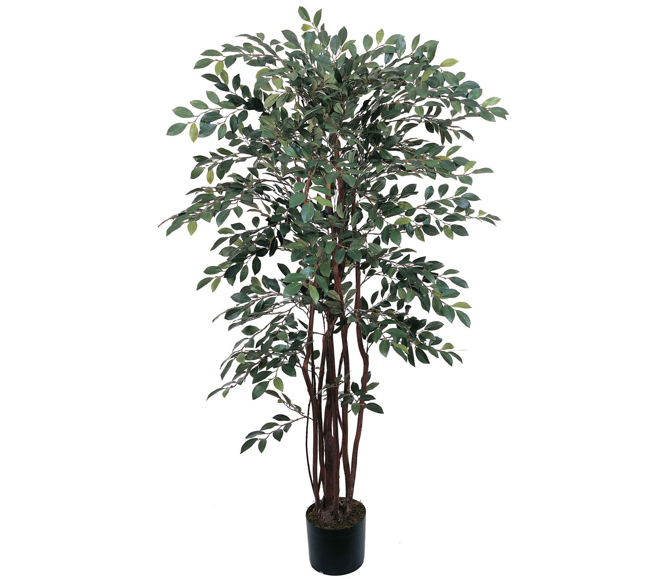 4 Ruscus Silk Tree
