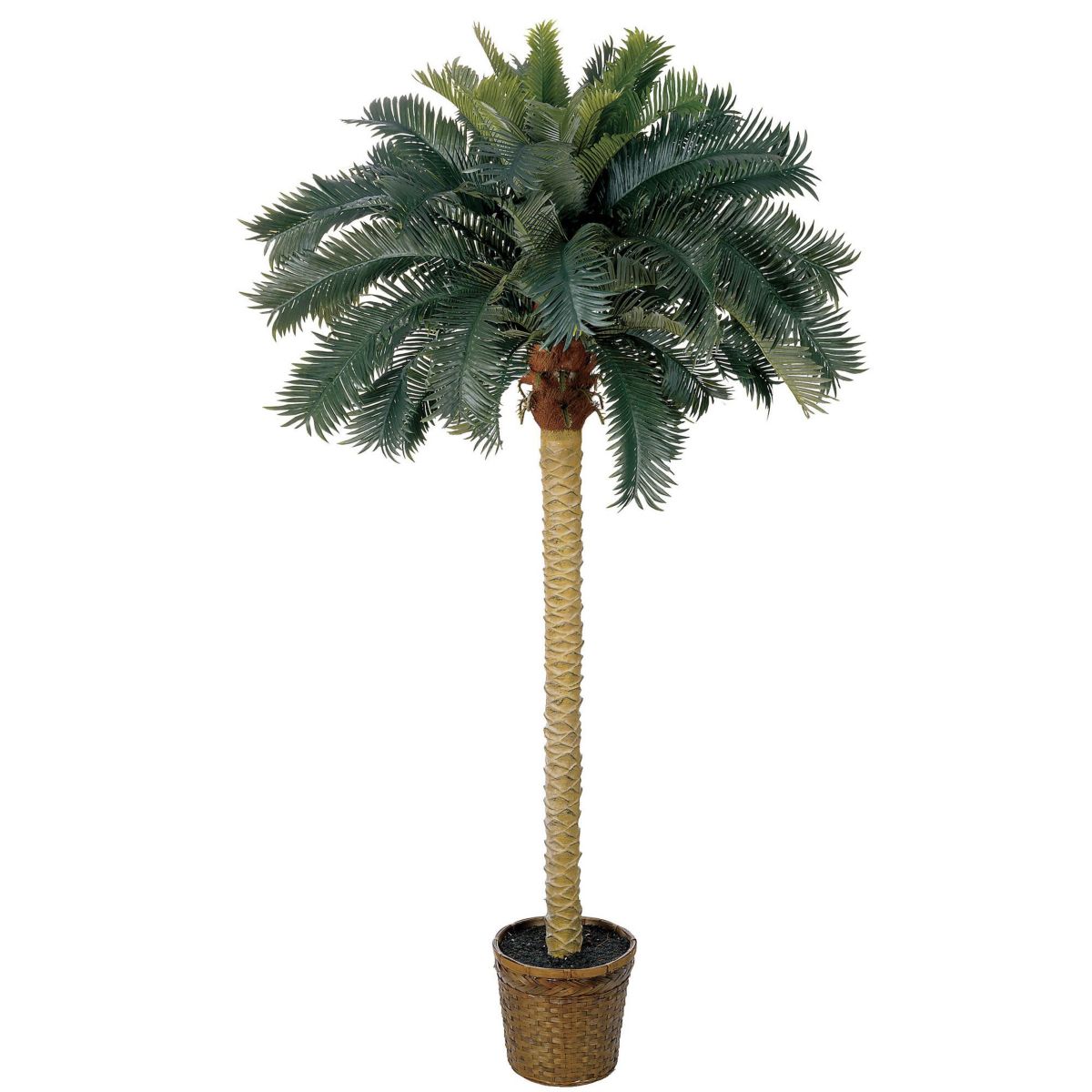 6-Foot Sago Palm Silk Tree