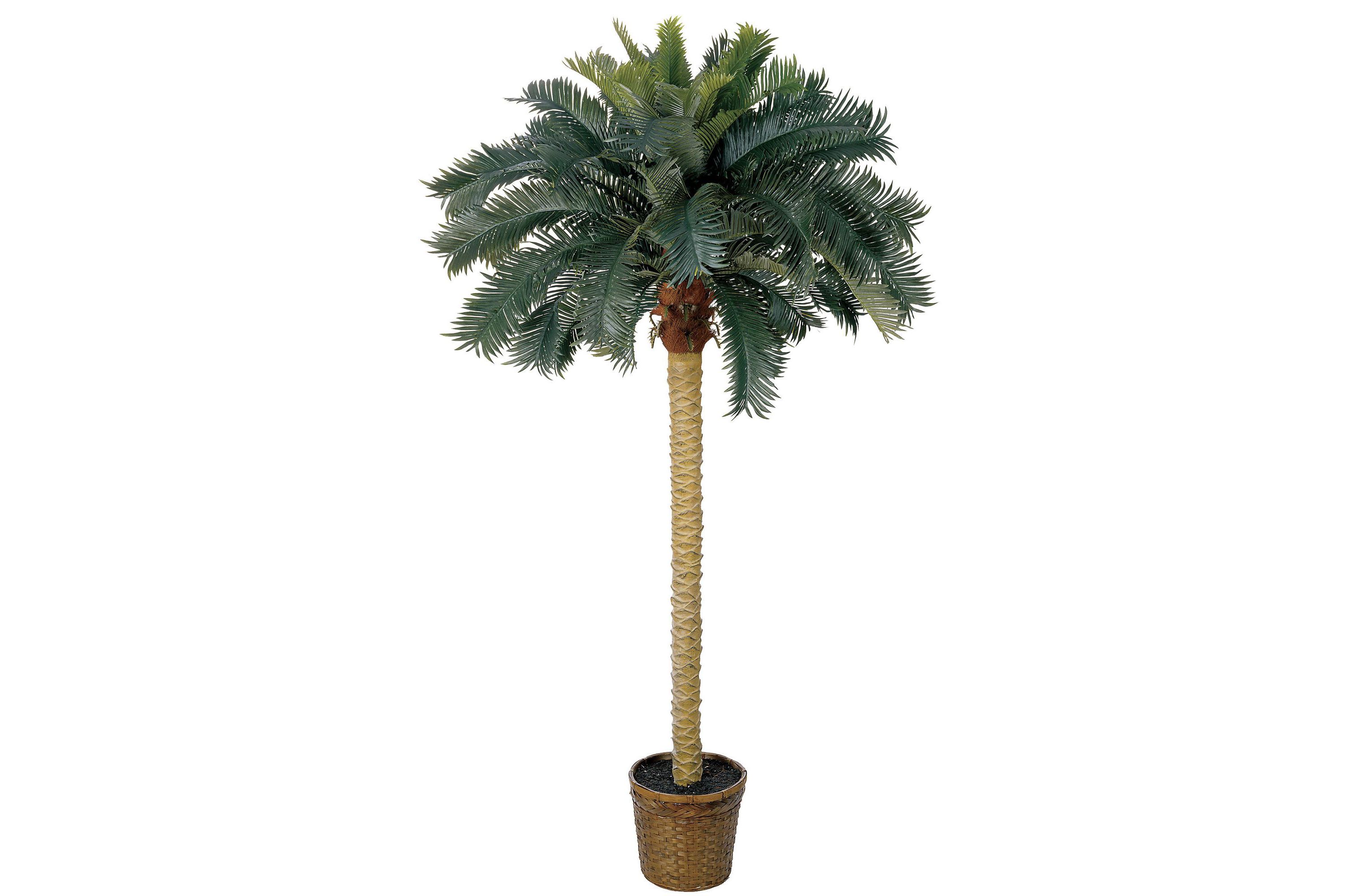 6-Foot Sago Palm Silk Tree