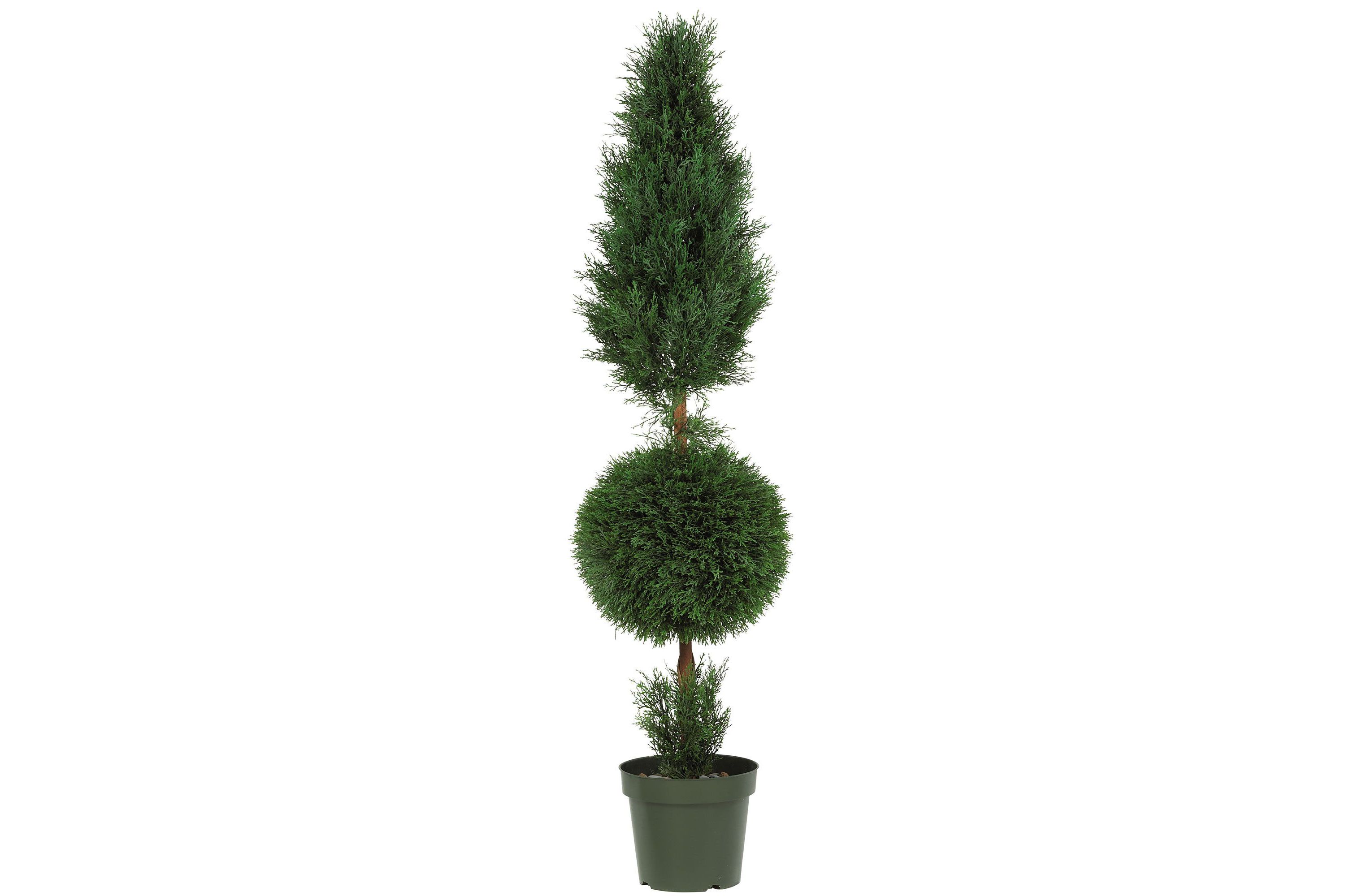 5 Cypress Ball and Cone Silk Tree - Indoor/Outdoor