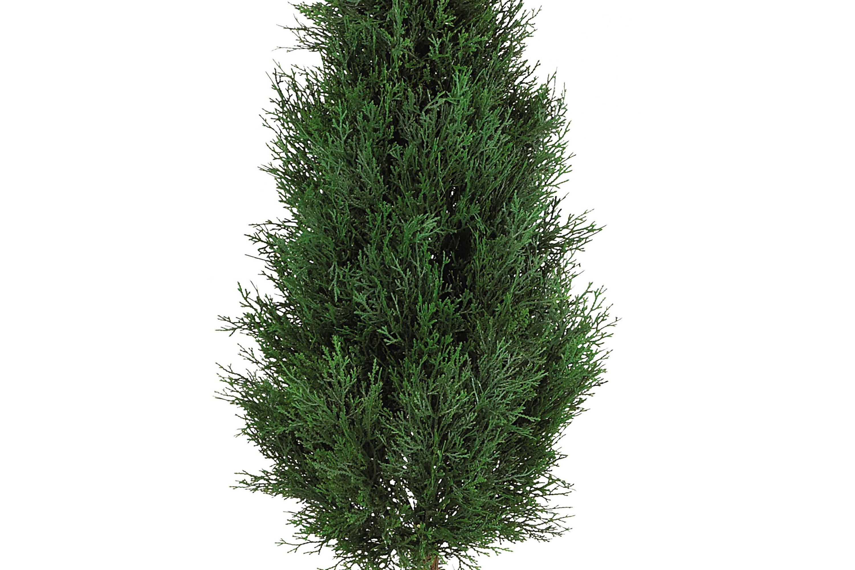 5 Cypress Ball and Cone Silk Tree - Indoor/Outdoor