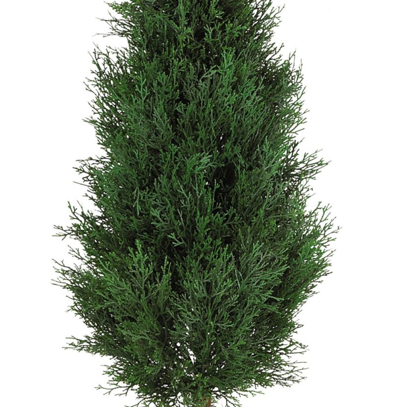 5 Cypress Ball and Cone Silk Tree - Indoor/Outdoor