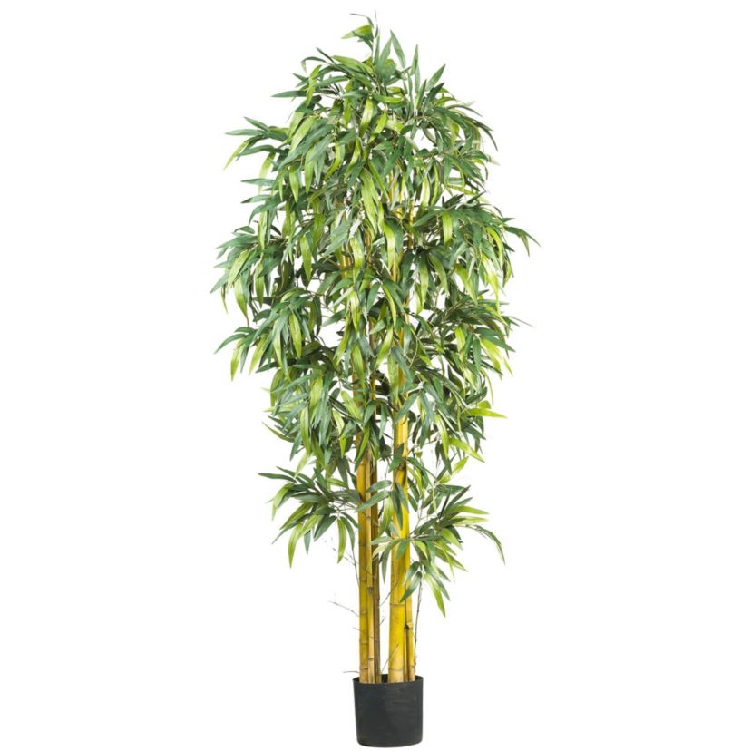 6 Big Bamboo Silk Tree