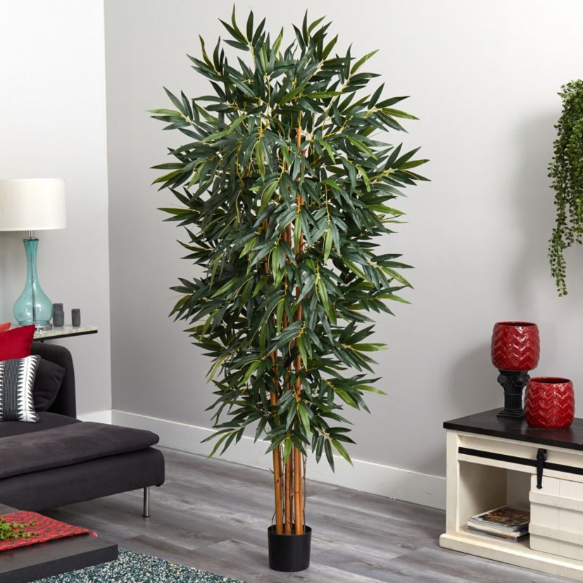 6 Big Bamboo Silk Tree