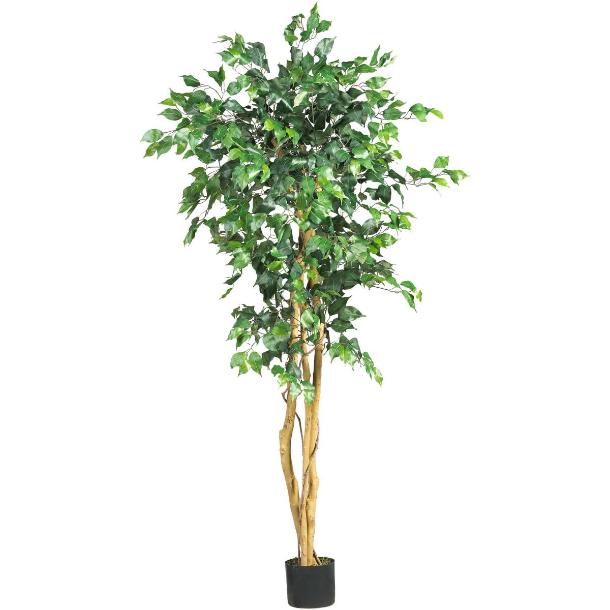 5-Foot Ficus Tree