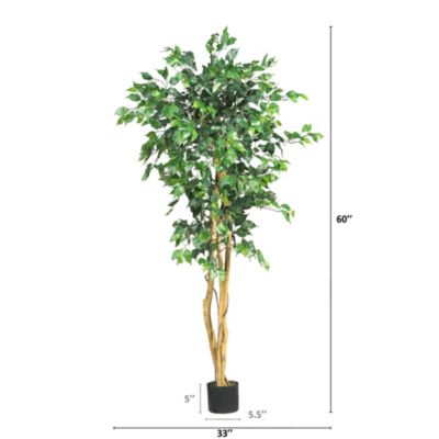 5-Foot Ficus Tree