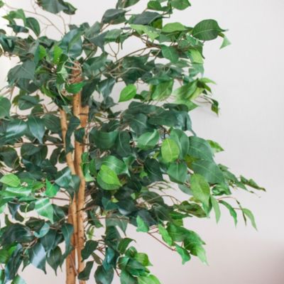 5-Foot Ficus Tree