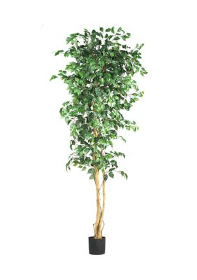  7' Ficus Silk Tree 