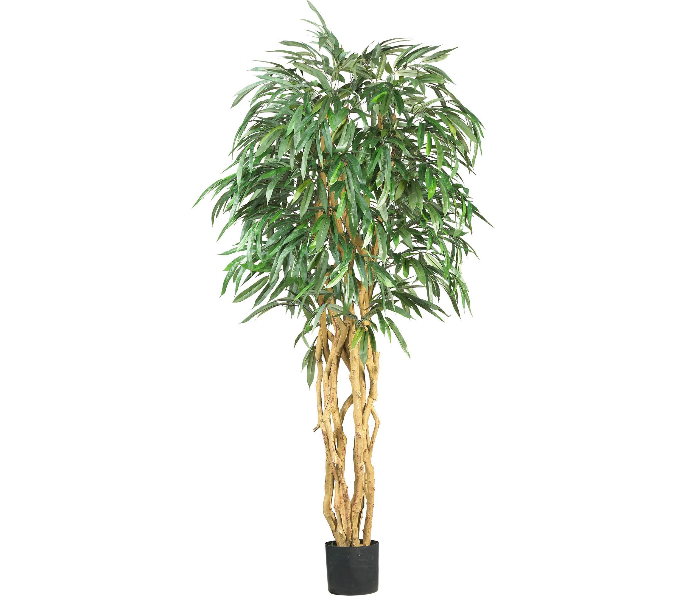 6 Weeping Ficus Silk Tree