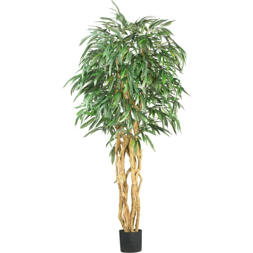 6 Weeping Ficus Silk Tree