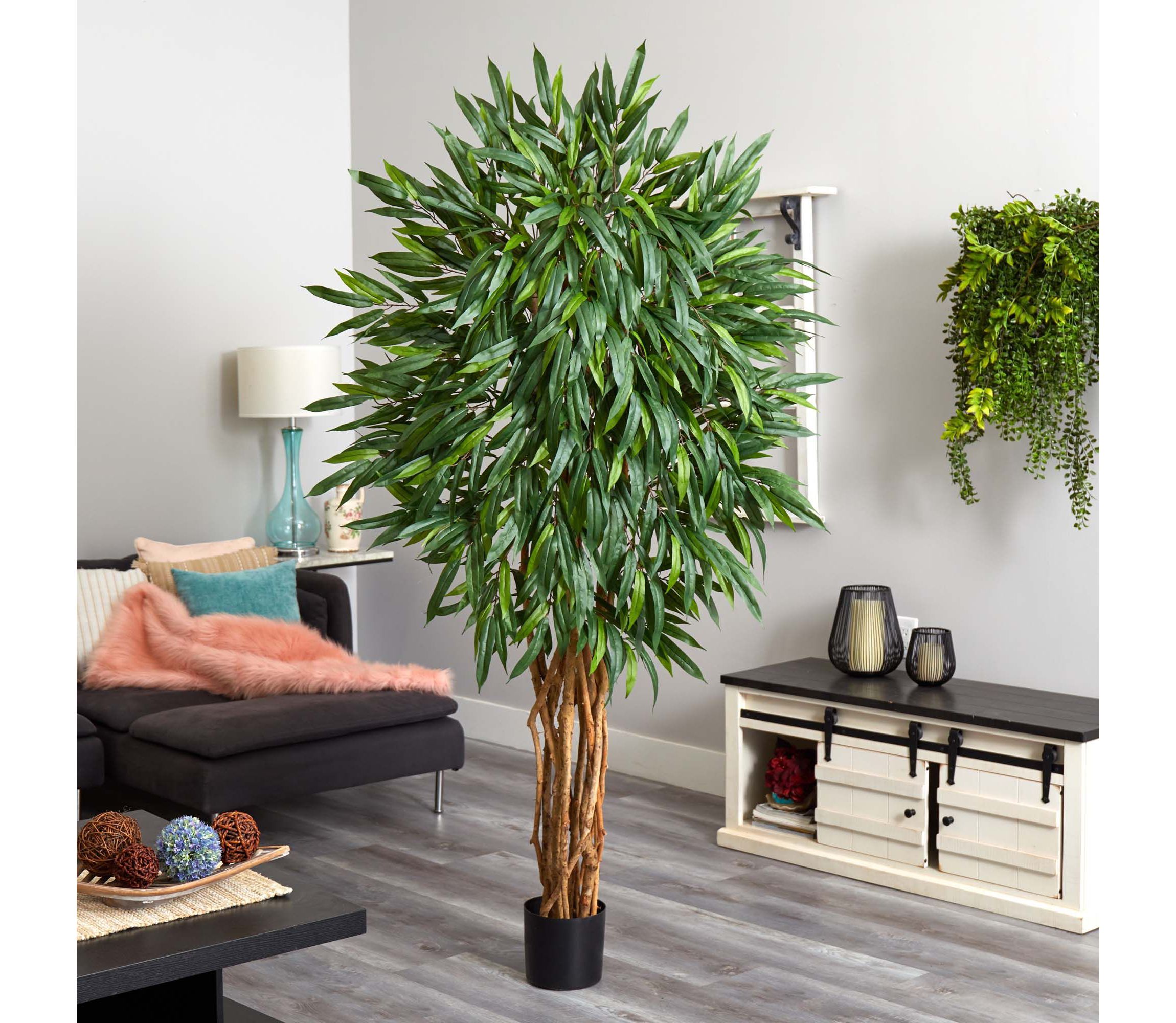 6 Weeping Ficus Silk Tree