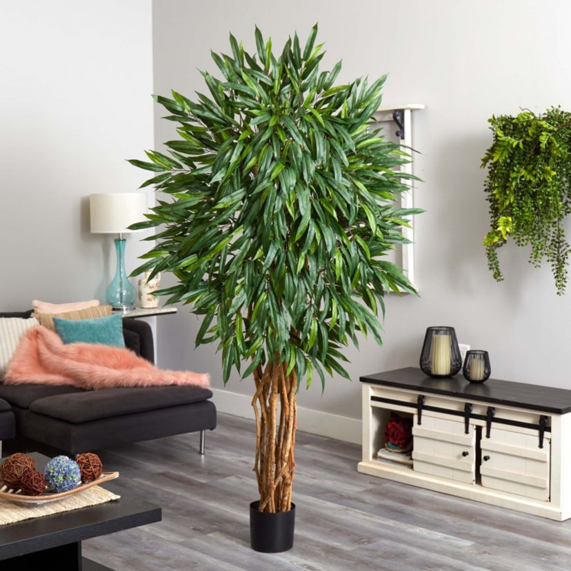 6 Weeping Ficus Silk Tree