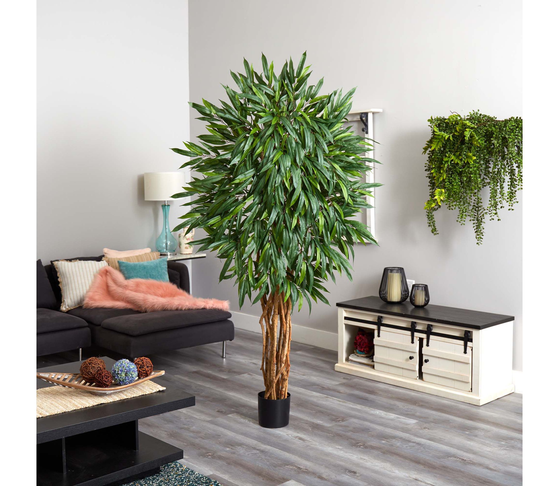 6 Weeping Ficus Silk Tree