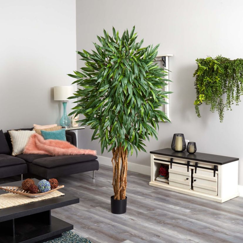 6 Weeping Ficus Silk Tree