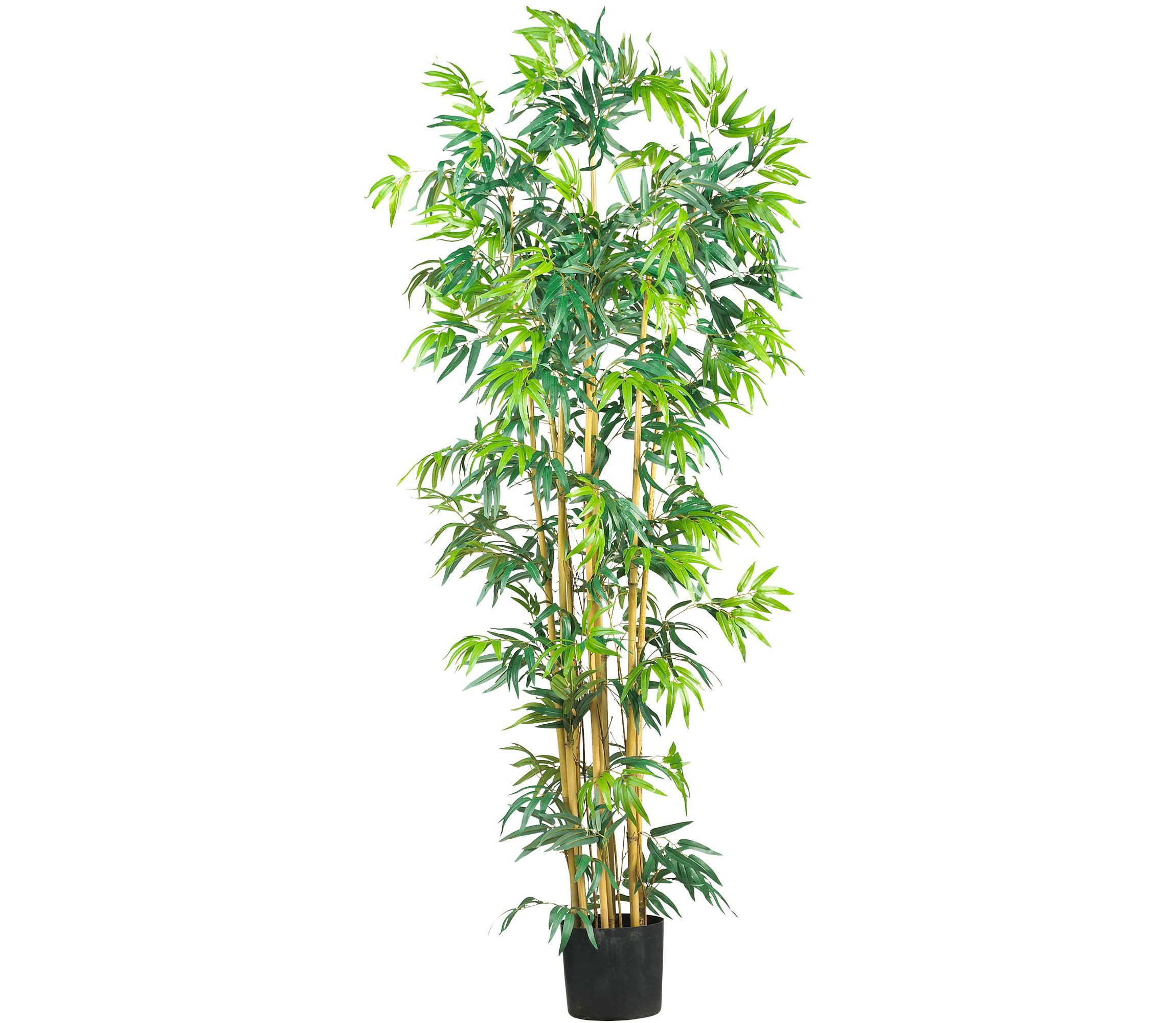 6-Foot Bambusa Bamboo Silk Tree