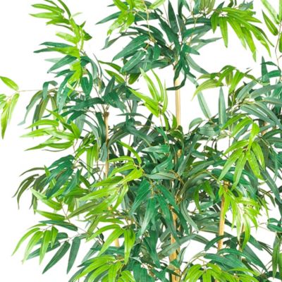 6-Foot Bambusa Bamboo Silk Tree