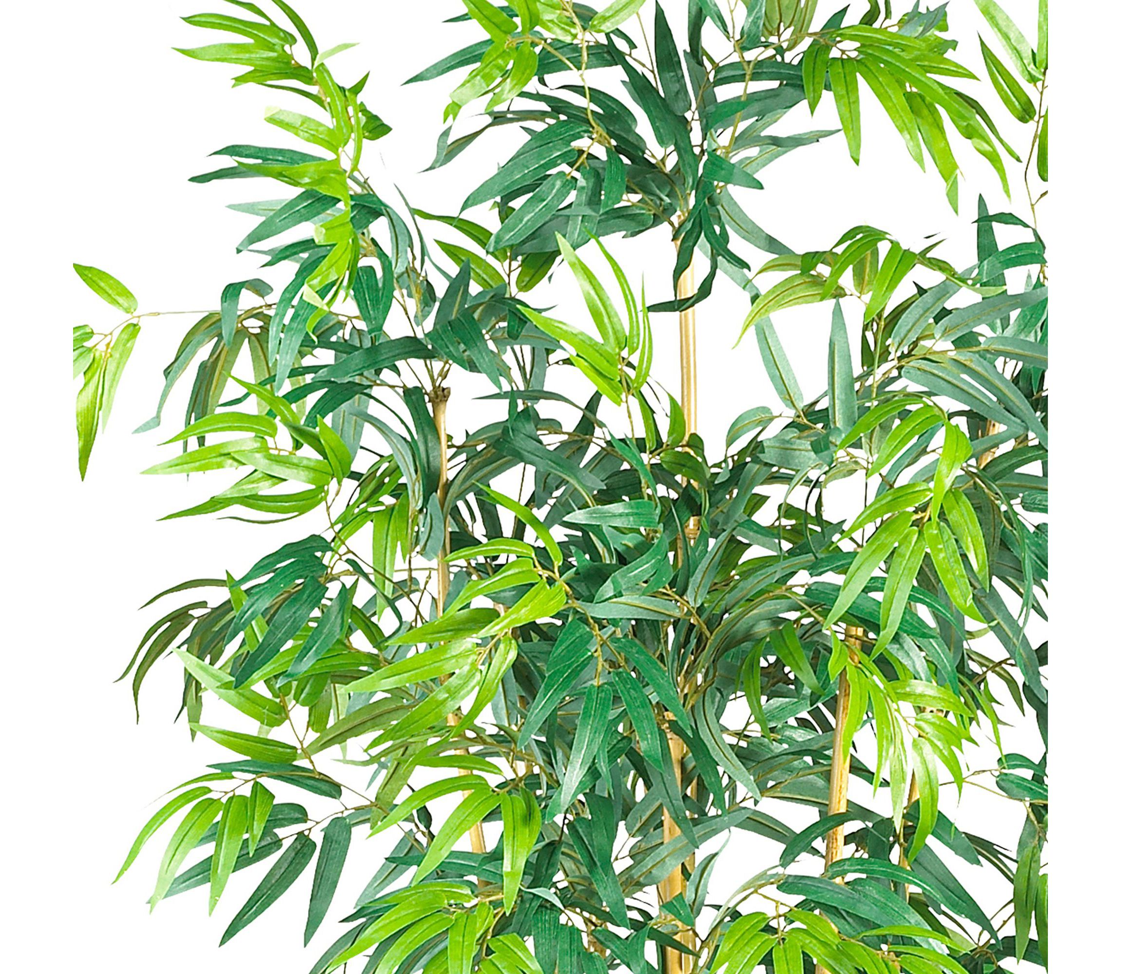 6-Foot Bambusa Bamboo Silk Tree