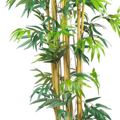 6-Foot Bambusa Bamboo Silk Tree