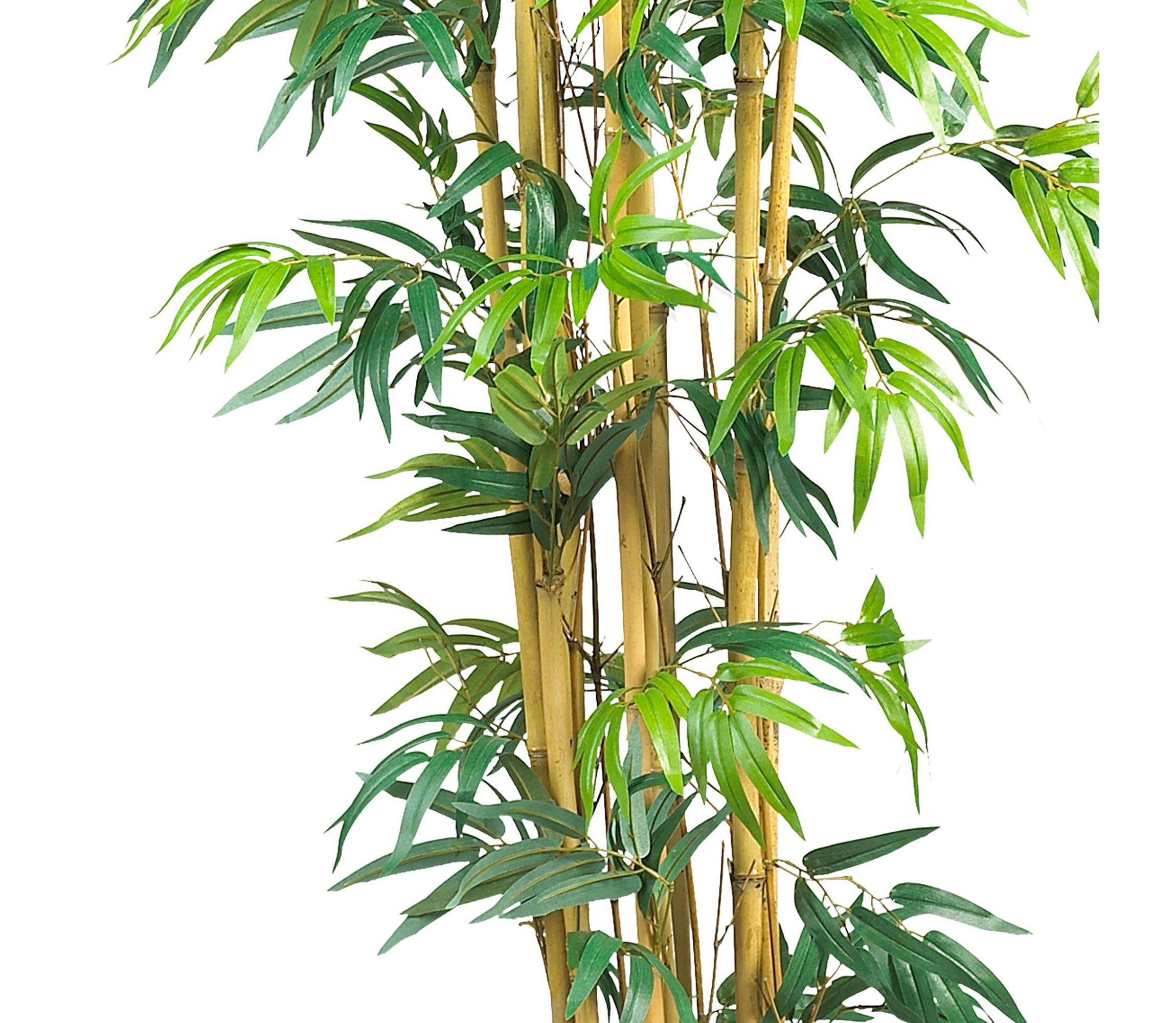 6-Foot Bambusa Bamboo Silk Tree