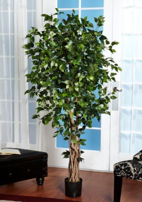 6-in. Palace Style Ficus Silk Tree