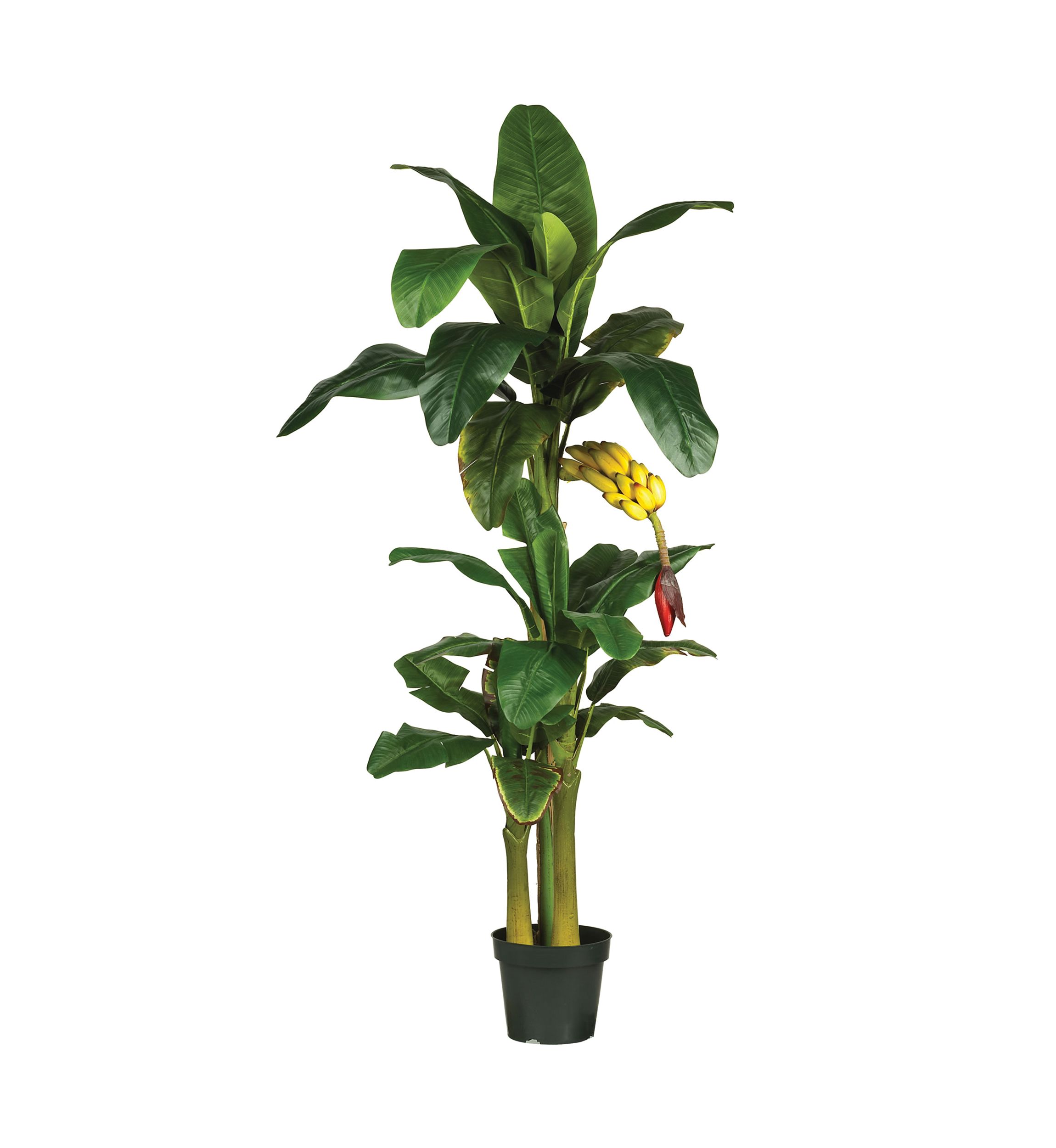 Triple Stalk Banana Silk Tree