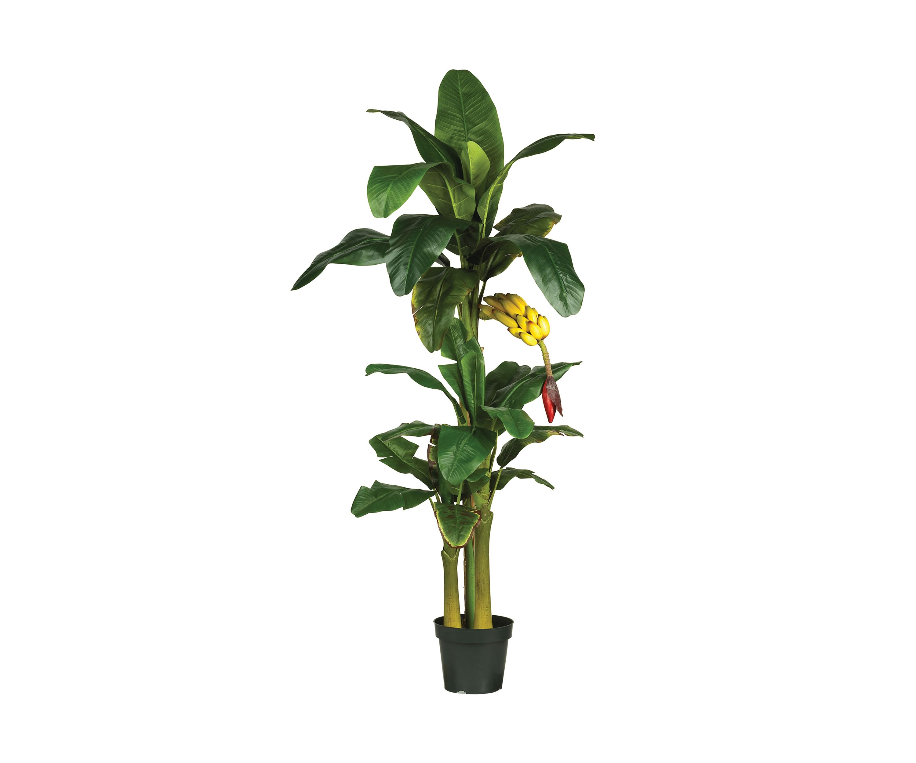 Triple Stalk Banana Silk Tree