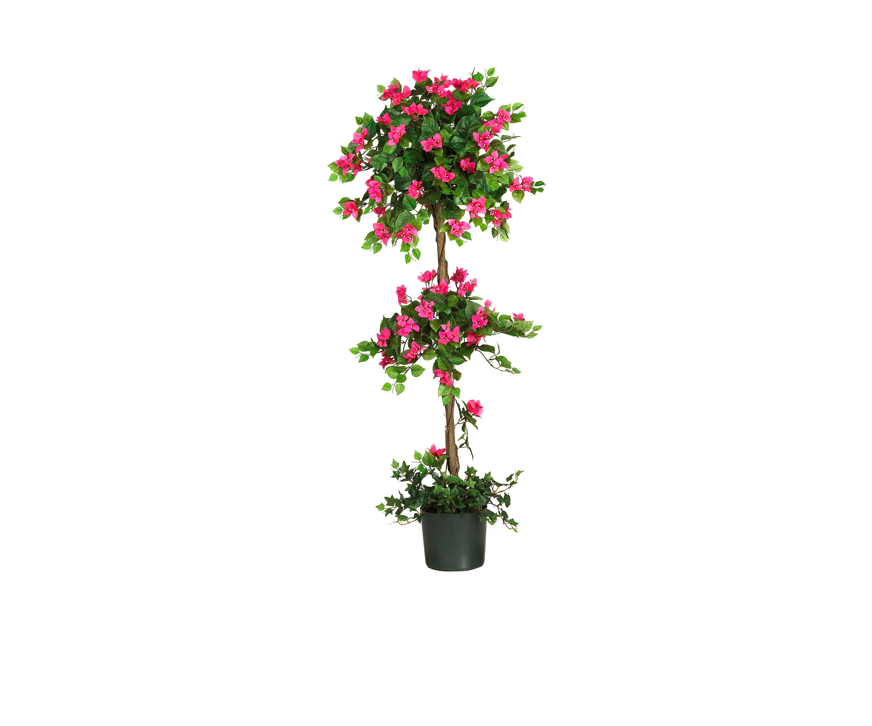 5-Foot Mini Bougainvillea Topiary