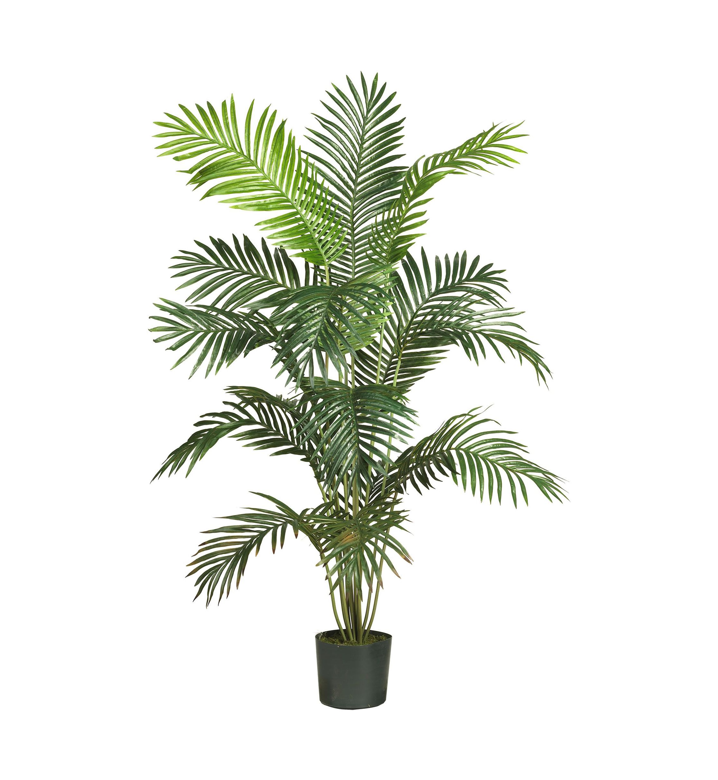 6-Foot Paradise Palm