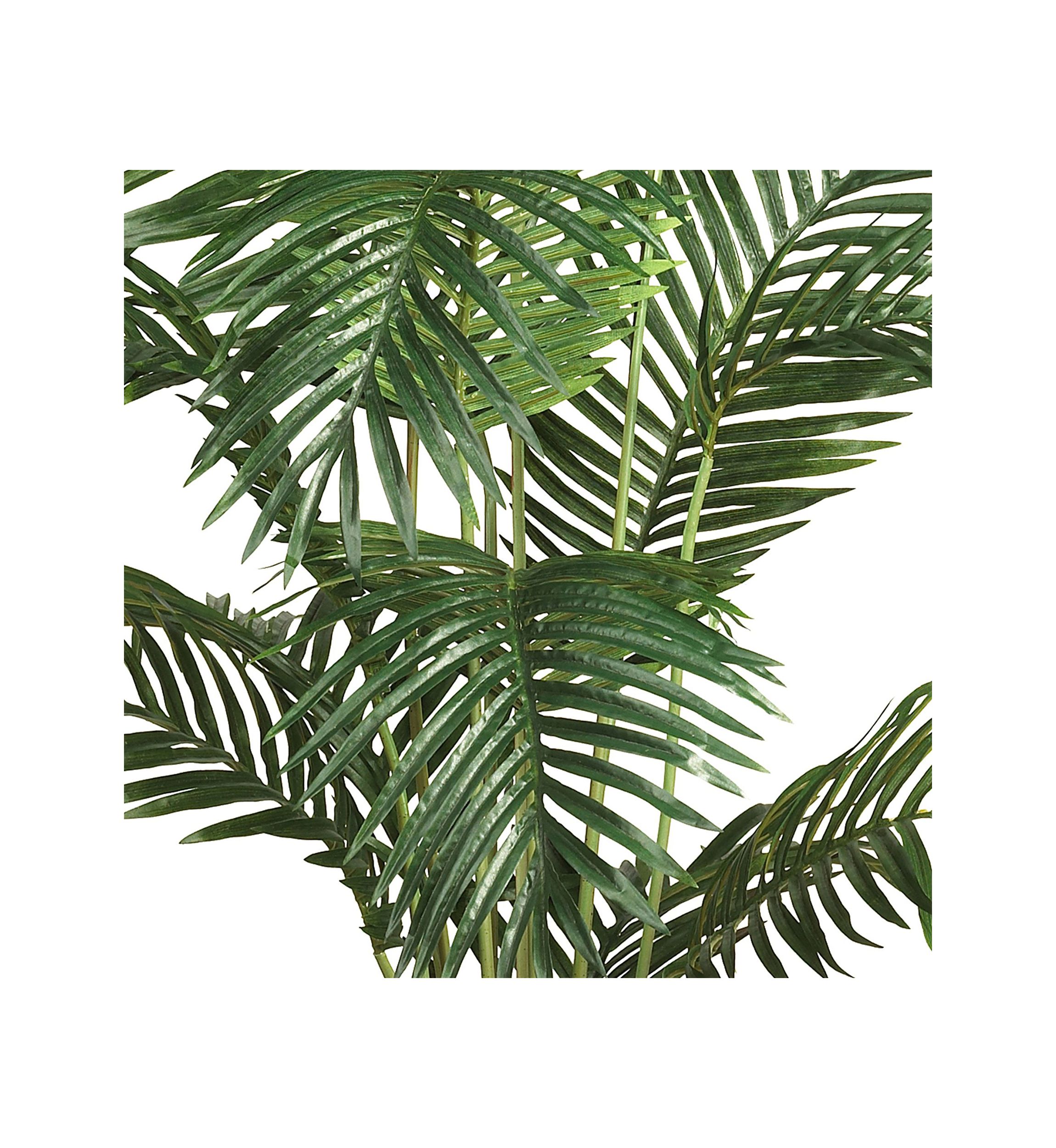 6-Foot Paradise Palm