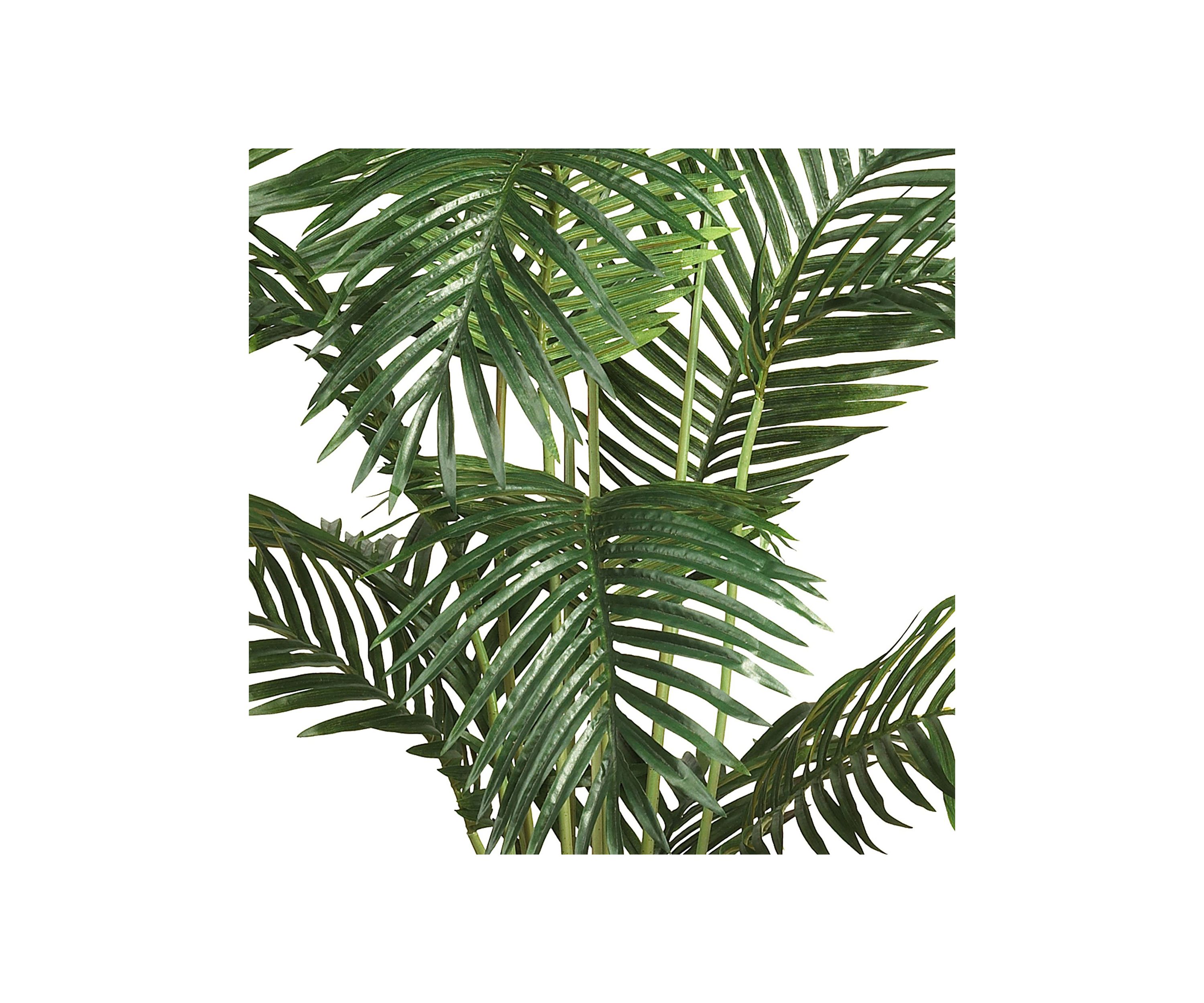 6-Foot Paradise Palm