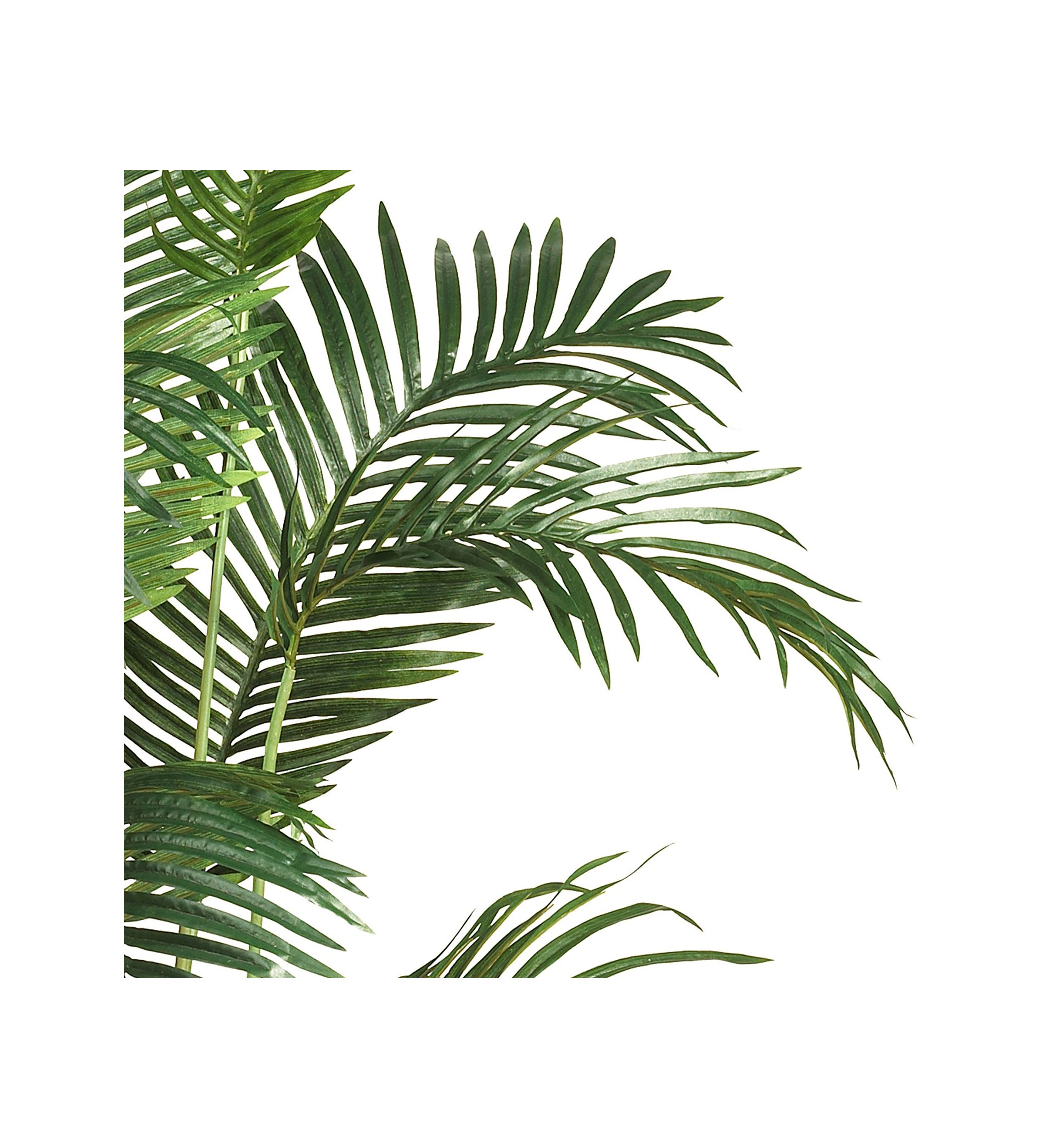 6-Foot Paradise Palm