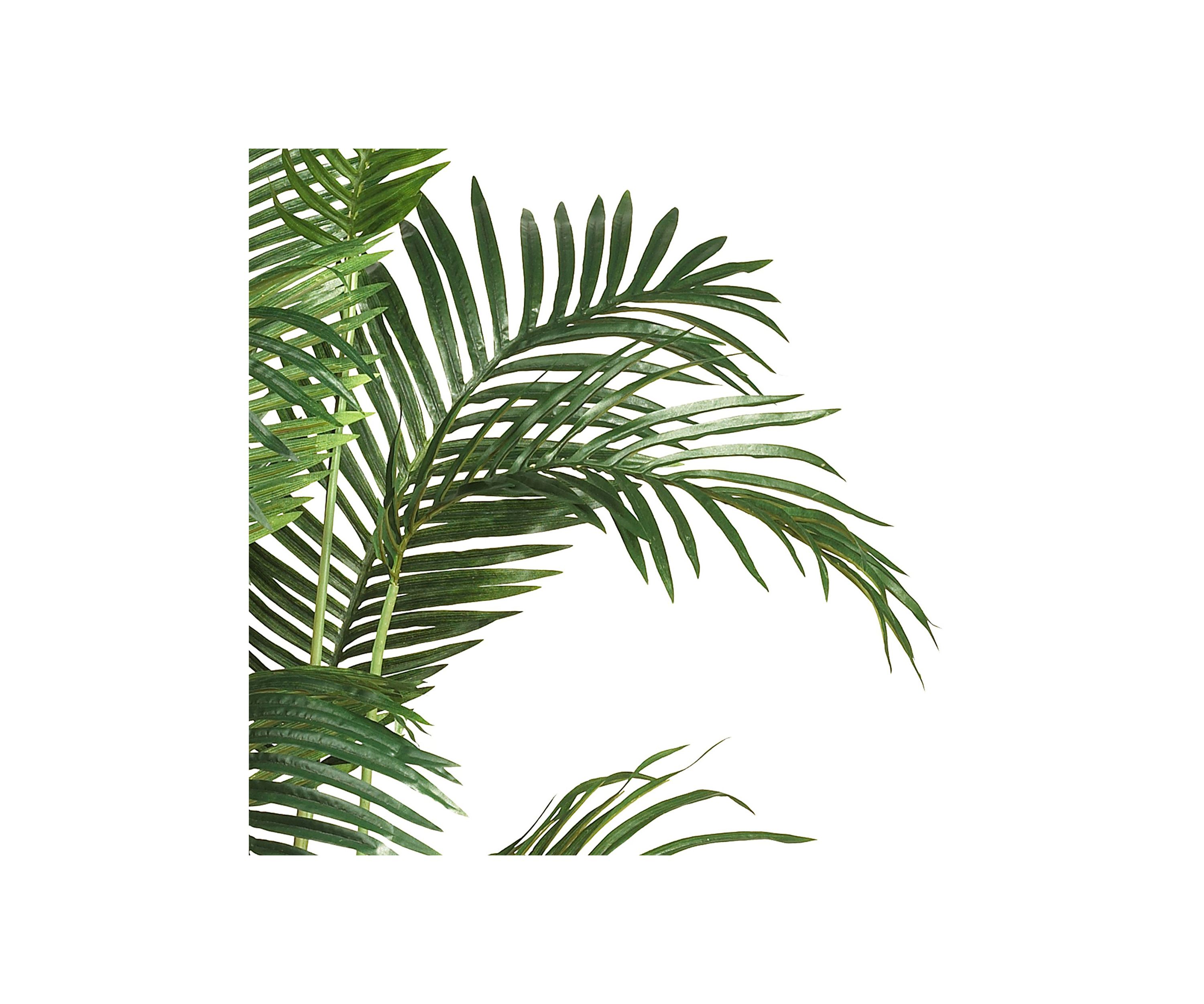 6-Foot Paradise Palm