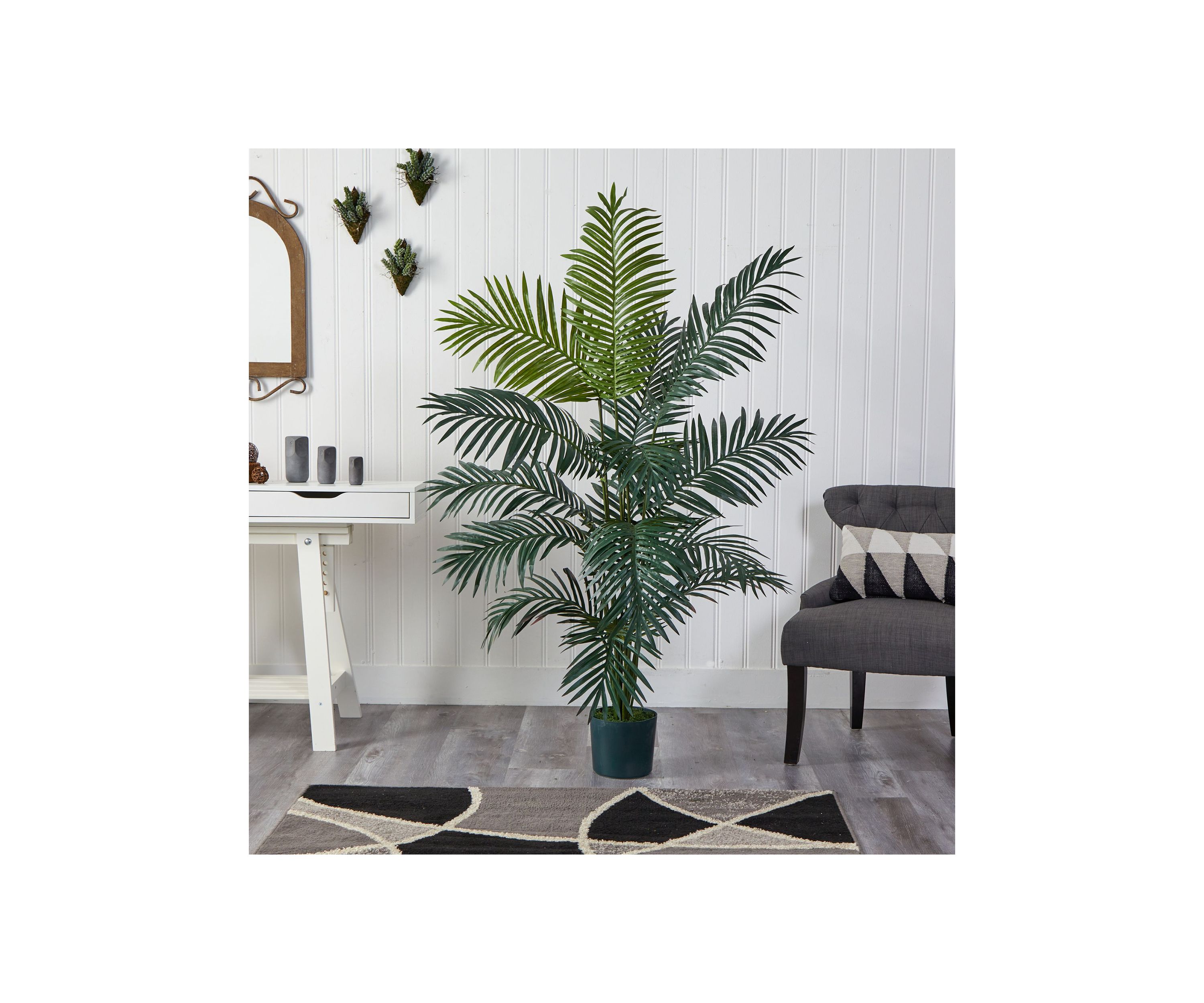 6-Foot Paradise Palm