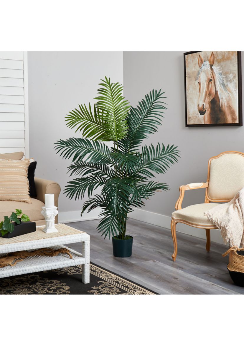 6-Foot Paradise Palm