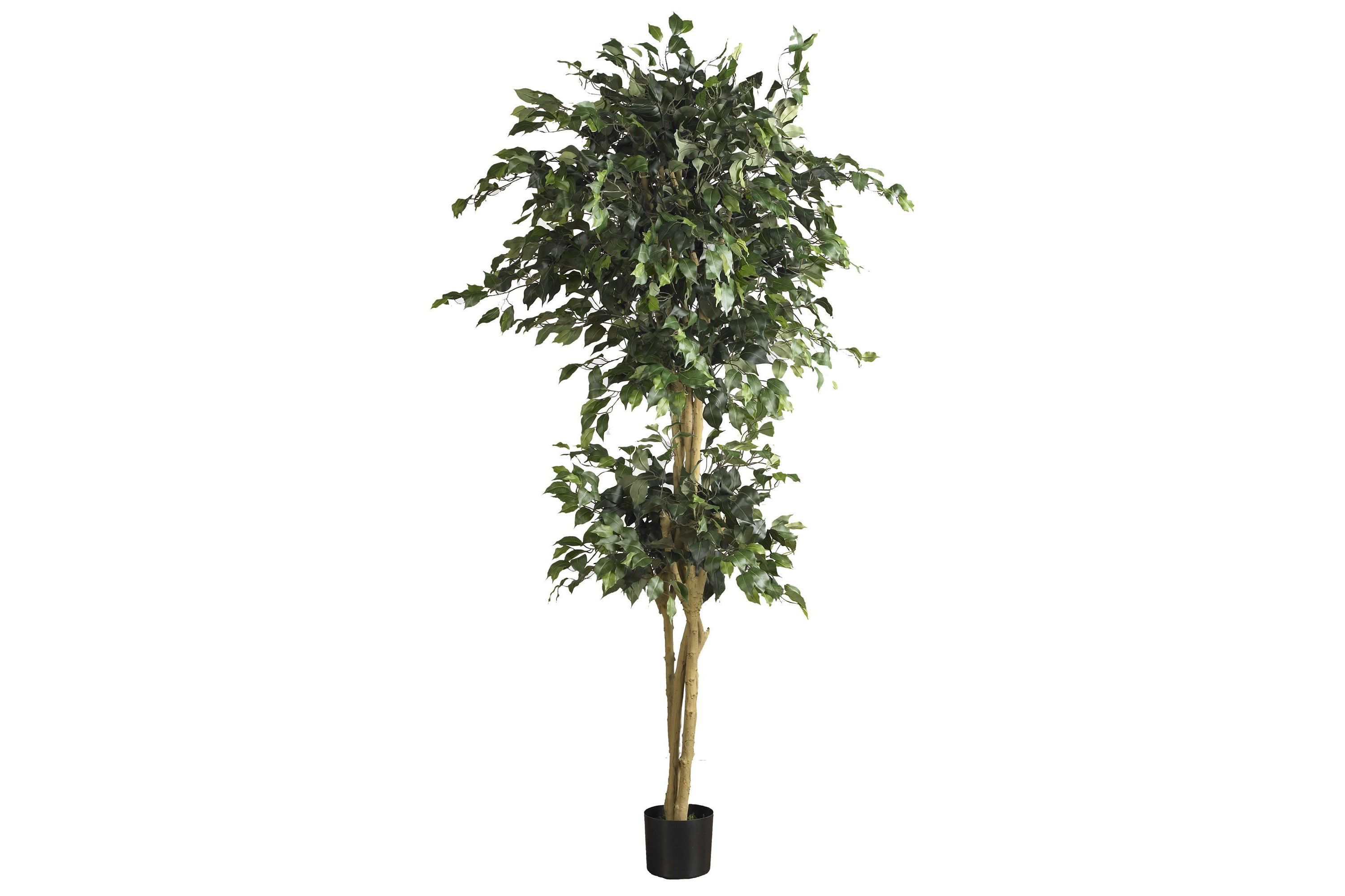 6 Double Ball Ficus Silk Tree