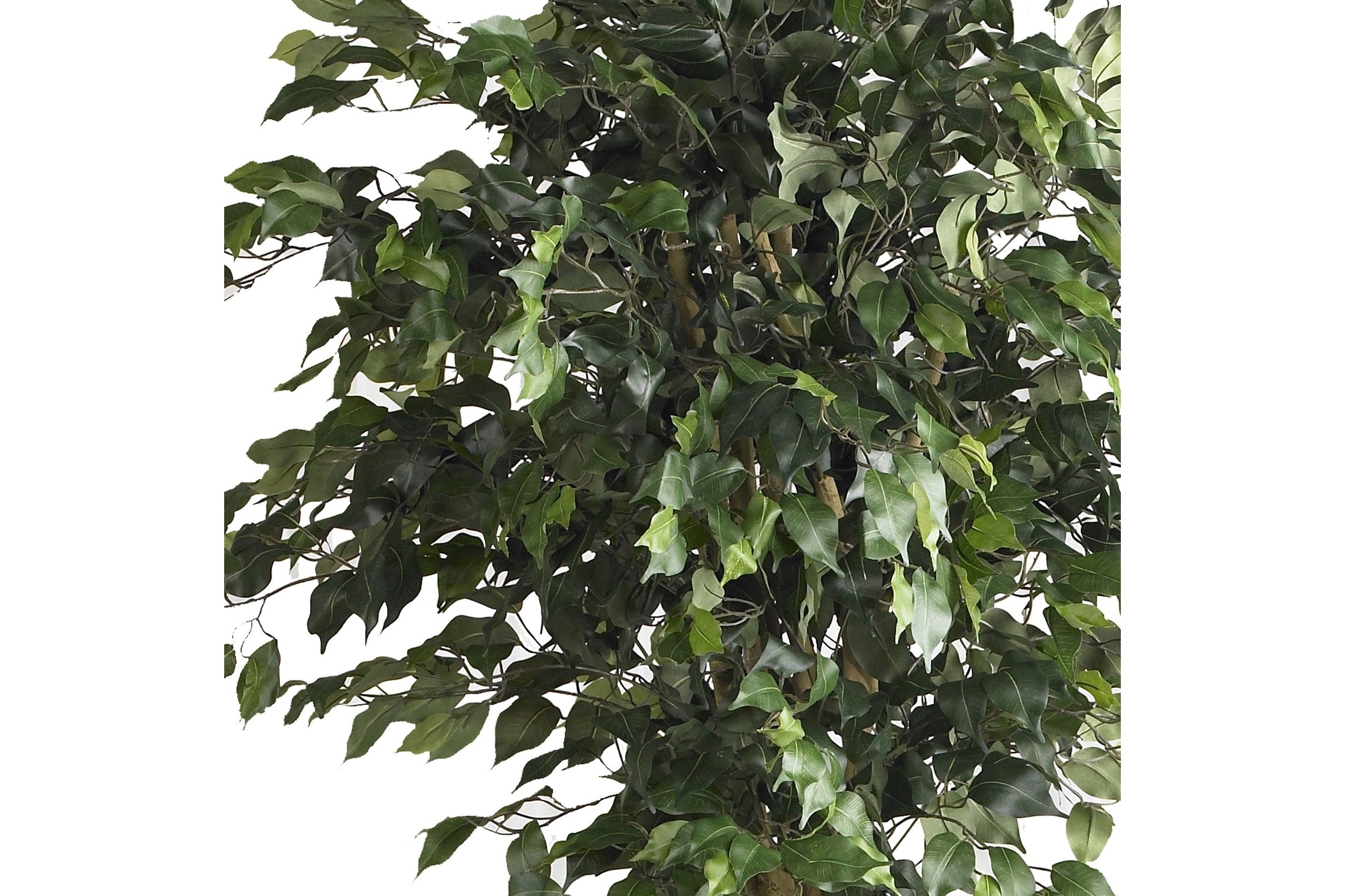 6 Double Ball Ficus Silk Tree