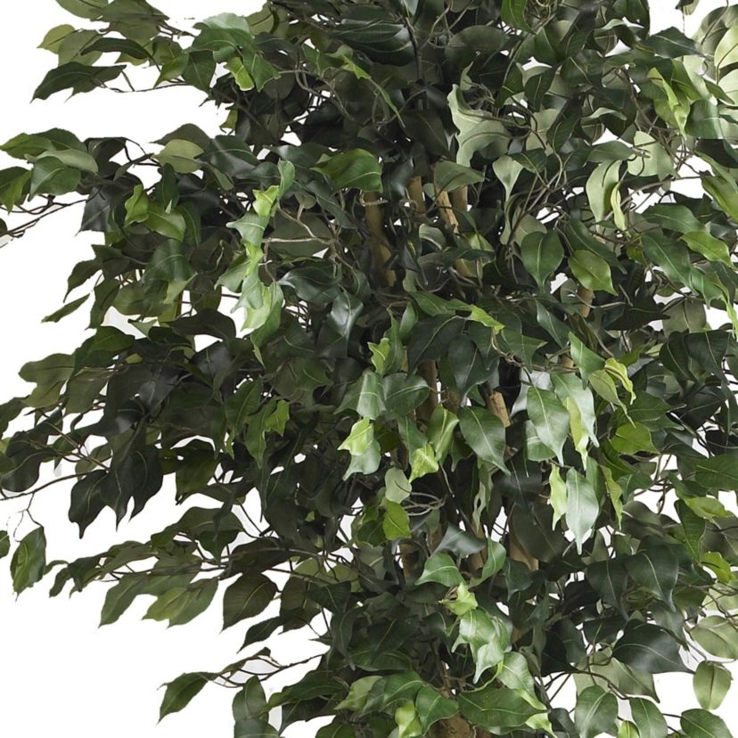 6 Double Ball Ficus Silk Tree
