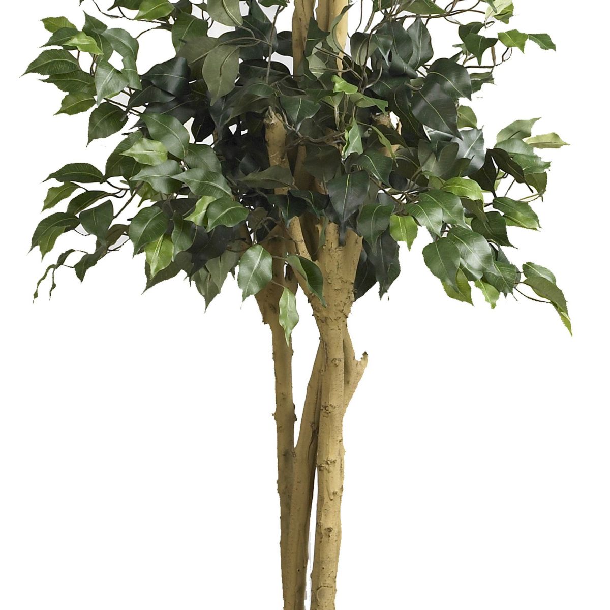 6 Double Ball Ficus Silk Tree