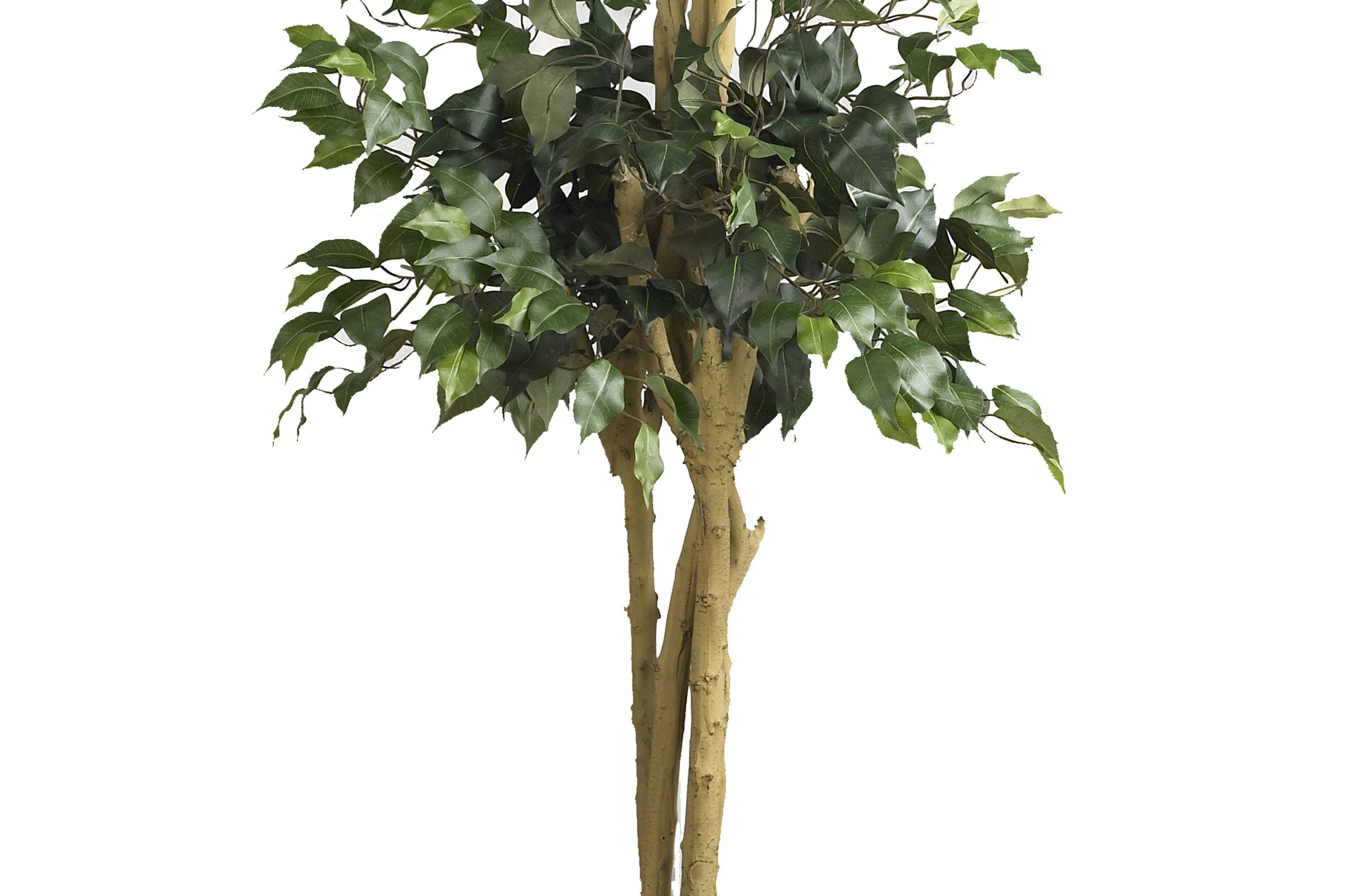 6 Double Ball Ficus Silk Tree