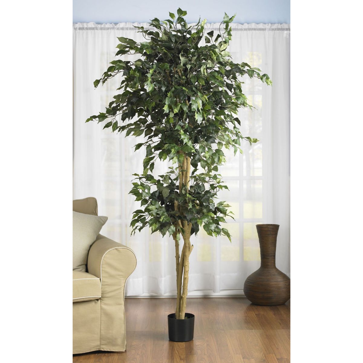 6 Double Ball Ficus Silk Tree