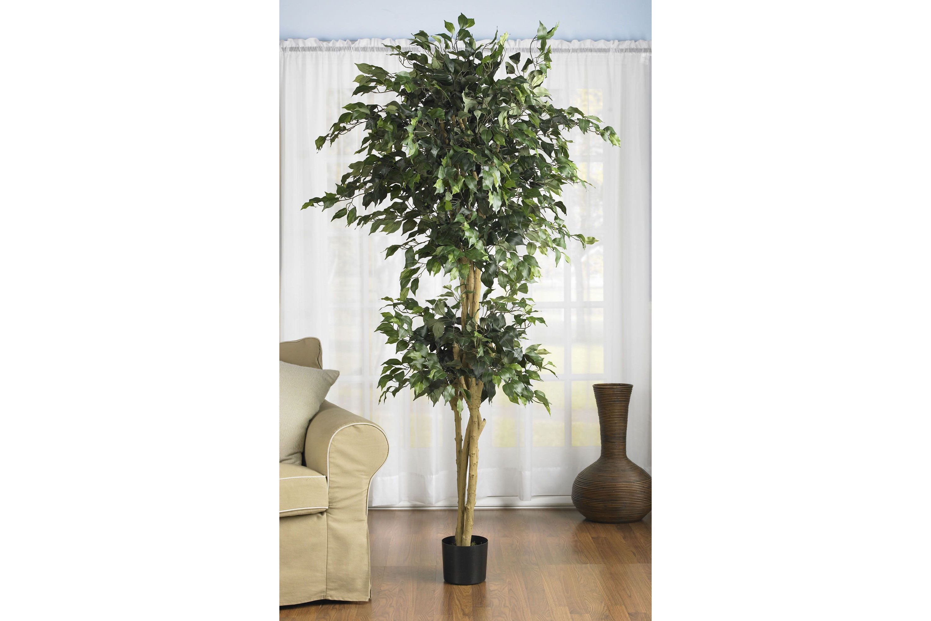6 Double Ball Ficus Silk Tree