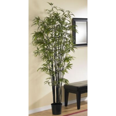 6.5-Foot Black Bamboo Silk Tree