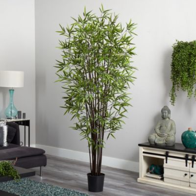 6.5-Foot Black Bamboo Silk Tree