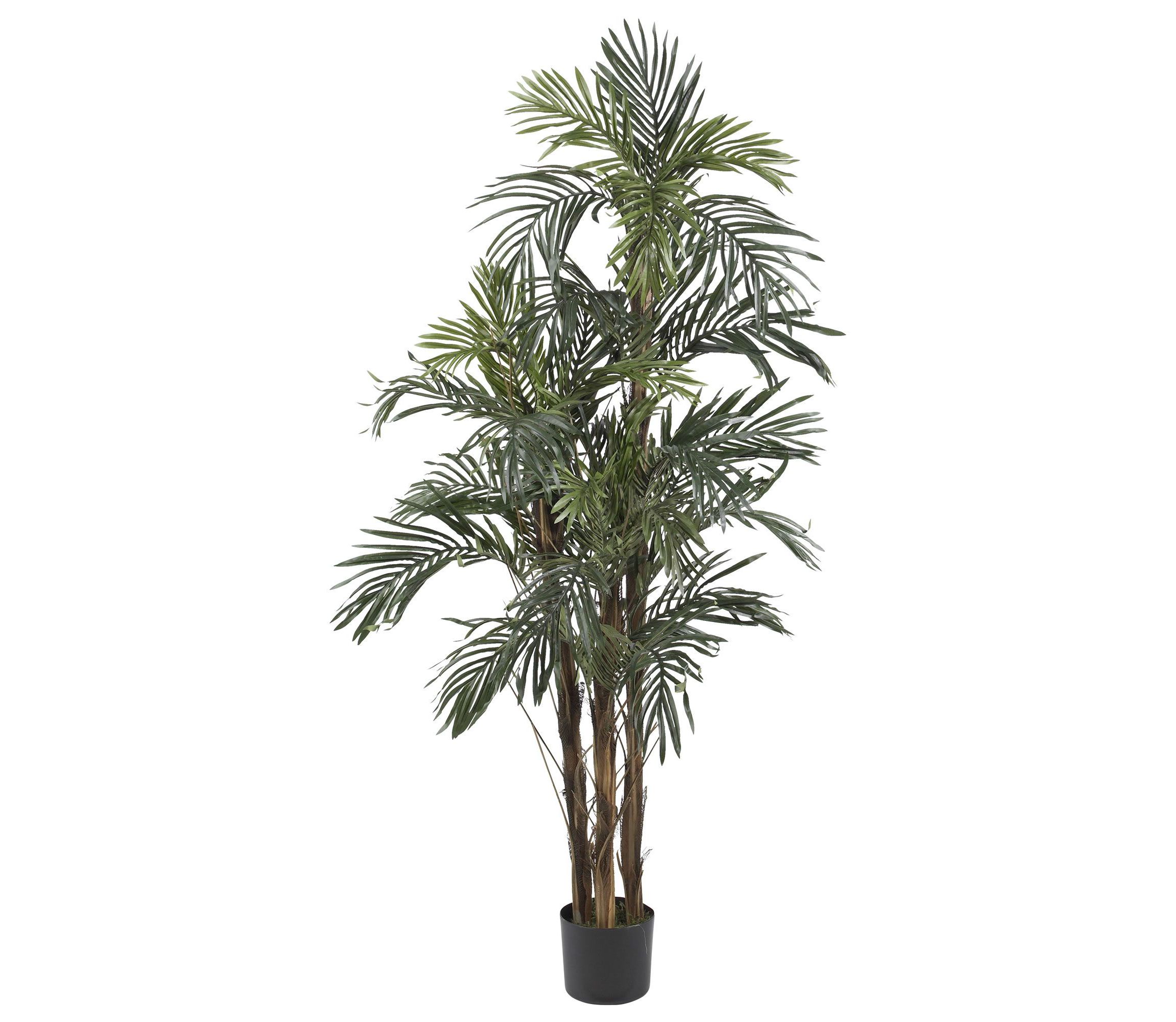 5-Foot Robellini Palm Silk Tree