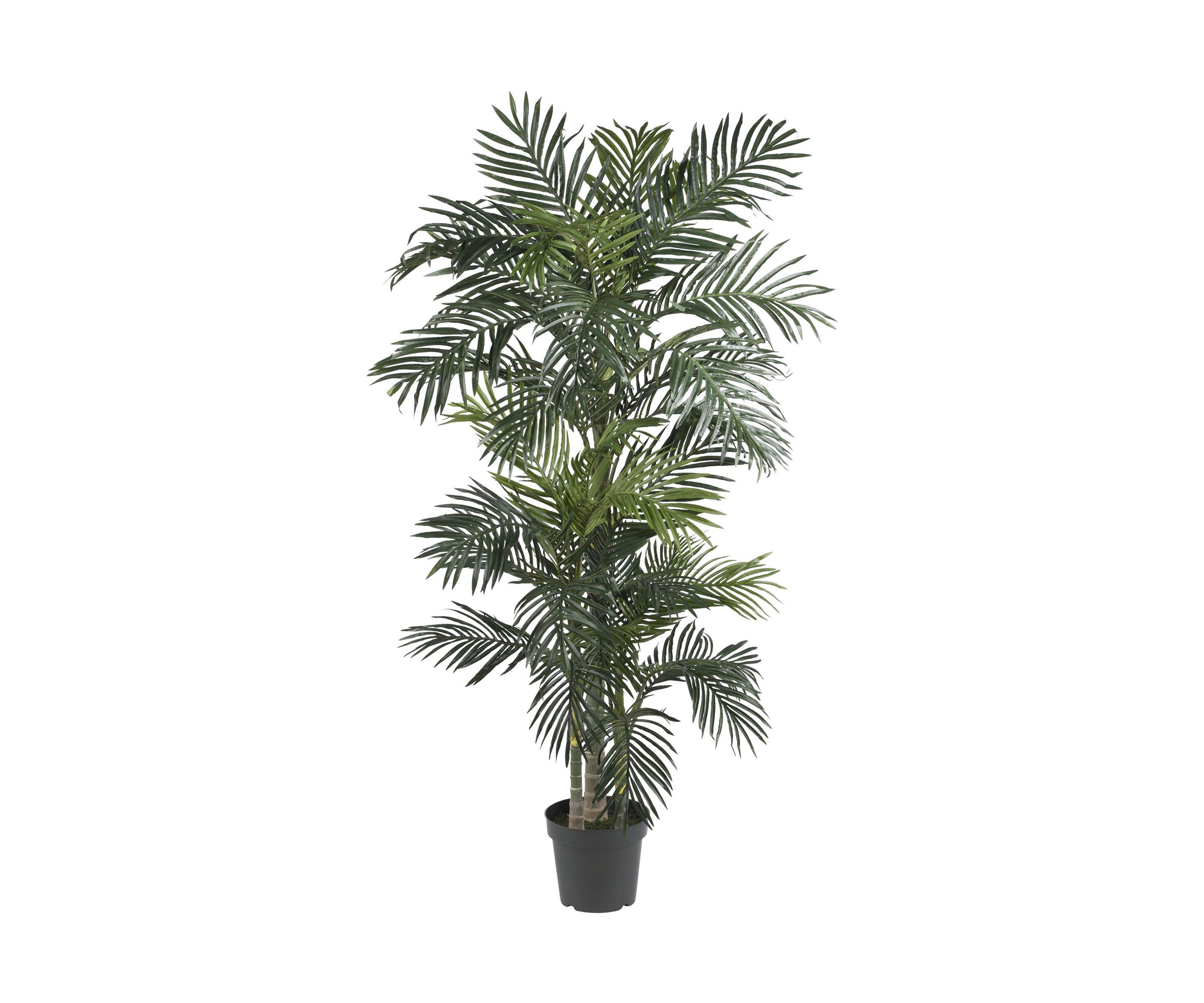 6.5-Foot Golden Cane Palm Silk Tree