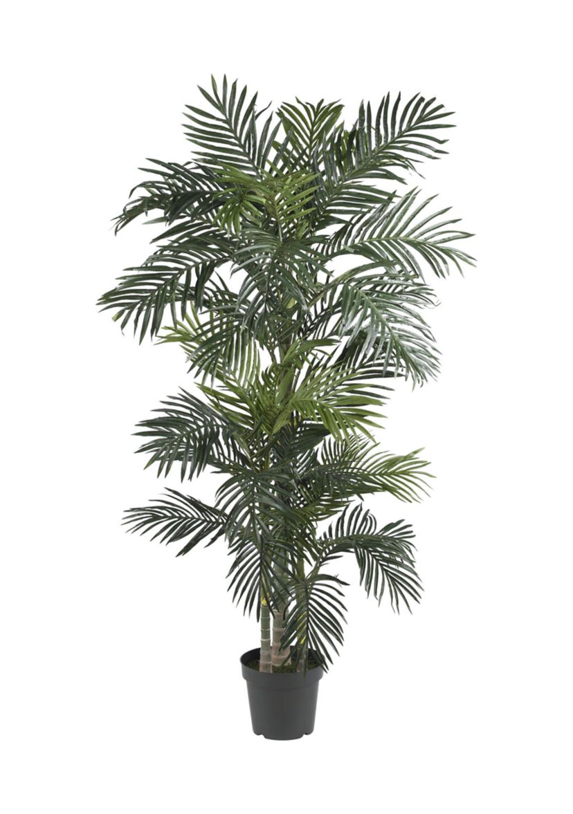 6.5-Foot Golden Cane Palm Silk Tree