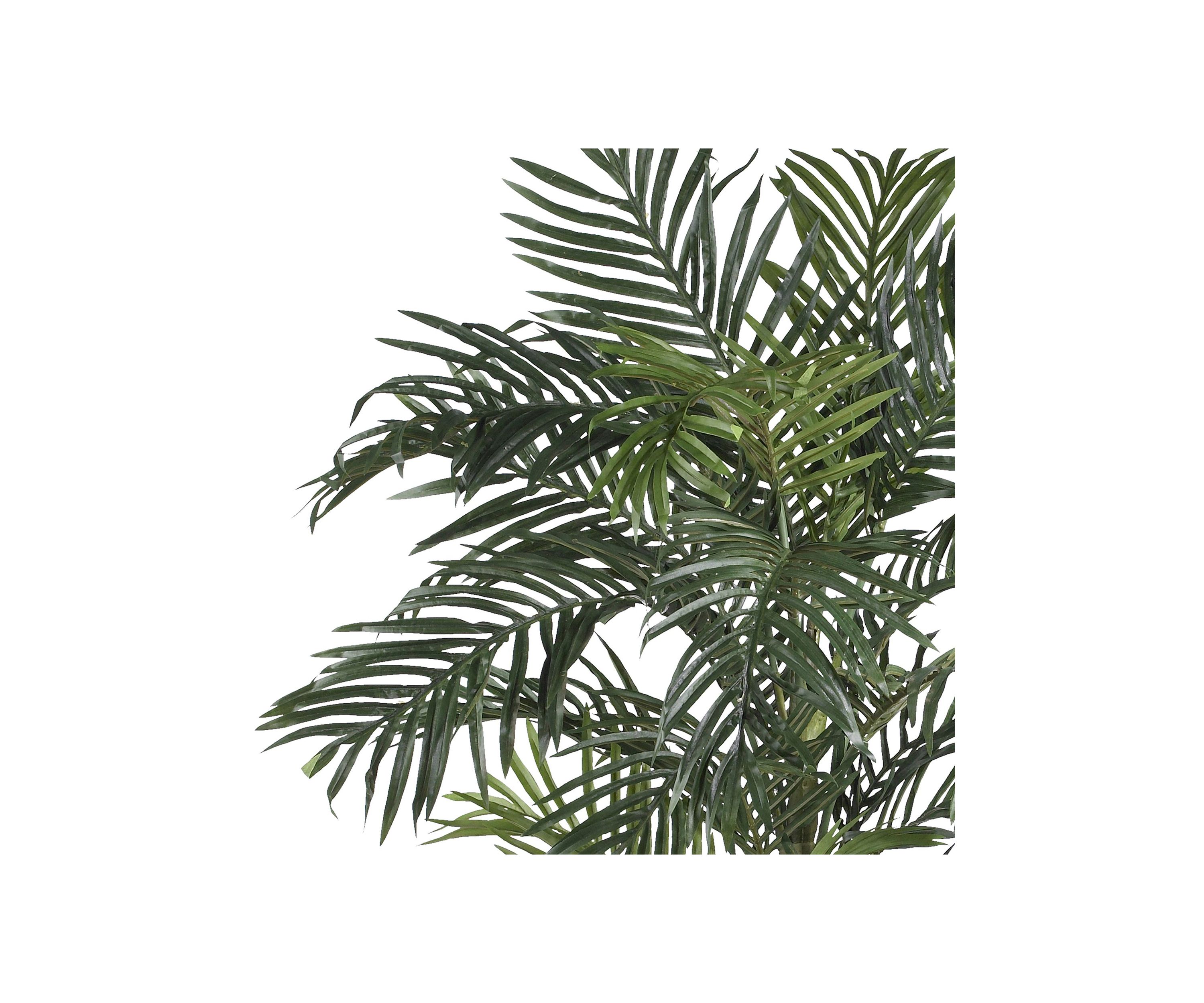 6.5-Foot Golden Cane Palm Silk Tree