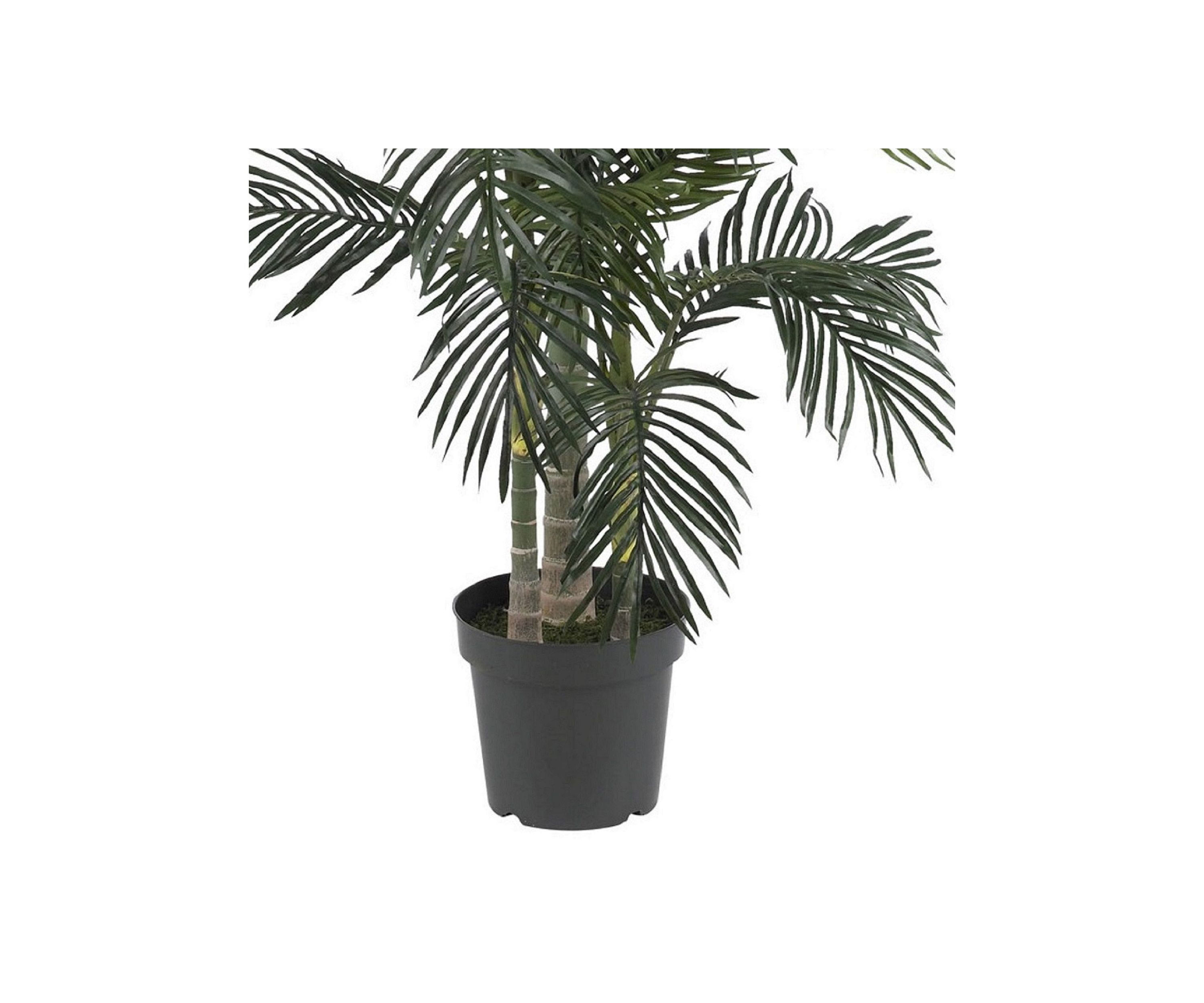 6.5-Foot Golden Cane Palm Silk Tree